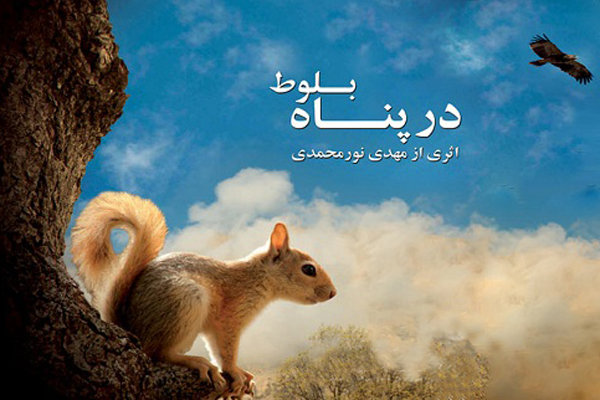 زندگی سنجاب ایرانی «در پناه بلوط»