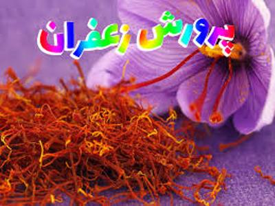 زعفران ایرانی روی میز جشنواره کارآفرینی