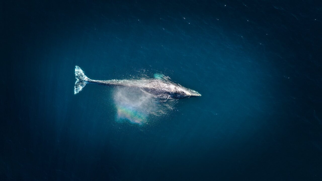 «تنهاترین نهنگ» در شبکه پنج