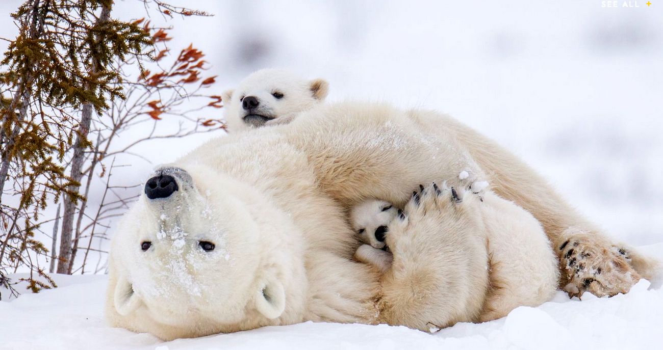 «خانواده خرس قطبی و من» مستند امشب «چهار سوی علم»