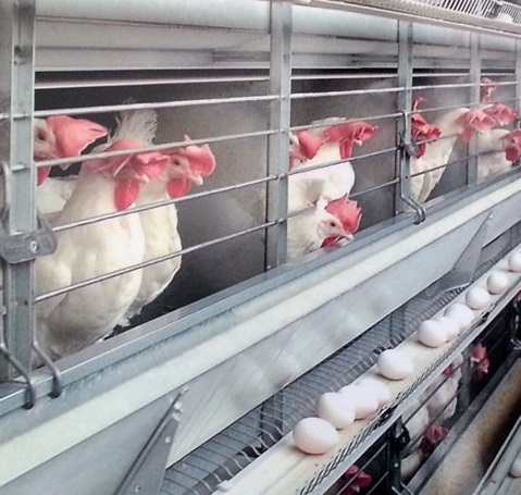 وصف صنعت پررونق تولید تخم مرغ در ایران در برنامه «بازار» هیسپان تی وی