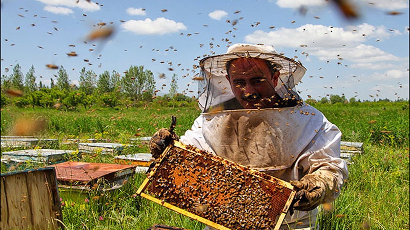 مشکلات پیش روی تولید عسل در کشور زیر ذره بین رادیو صبا