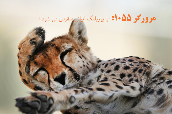 رادیو صبا در برنامه «مرورگر ۱۰۵۵» به دنبال یوزپلنگ ایرانی