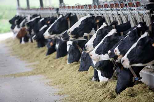 اهمیت تغذیه در افزایش عملکرد گاوهای شیری