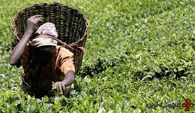عواقب استعمار بریتانیا بر کشت چای در کنیا از نگاه شبکه پرس تی وی